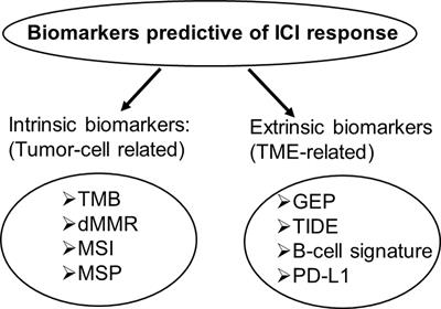 FDA-Approved and Emerging Next Generation Predictive Biomarkers for Immune Checkpoint Inhibitors in Cancer Patients